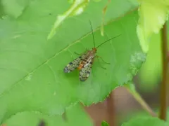 Panorpa submaculosa thumbnail 1