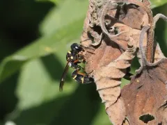 Leptochilus republicanus thumbnail 2