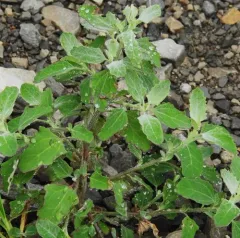oak-leaved goosefoot thumbnail 2