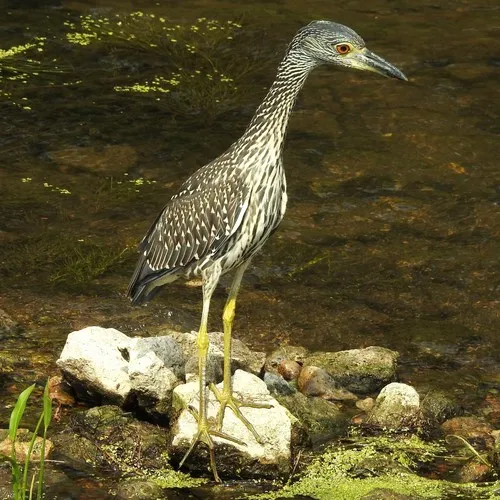 Yellow-crowned Night Heron