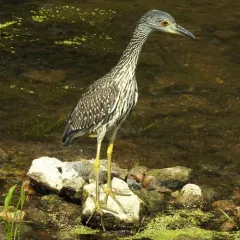 Yellow-crowned Night Heron thumbnail 1