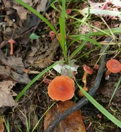 Curry Milkcap thumbnail 3