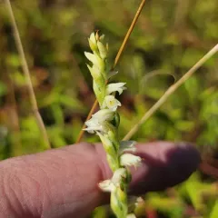 Case's ladies' tresses thumbnail 2