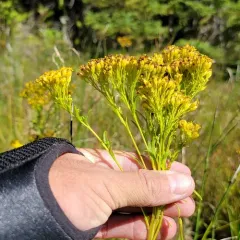 Ohio Goldenrod thumbnail 4