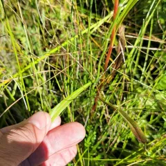 Houghton's goldenrod thumbnail 2
