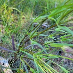 lesser fringed gentian thumbnail 3