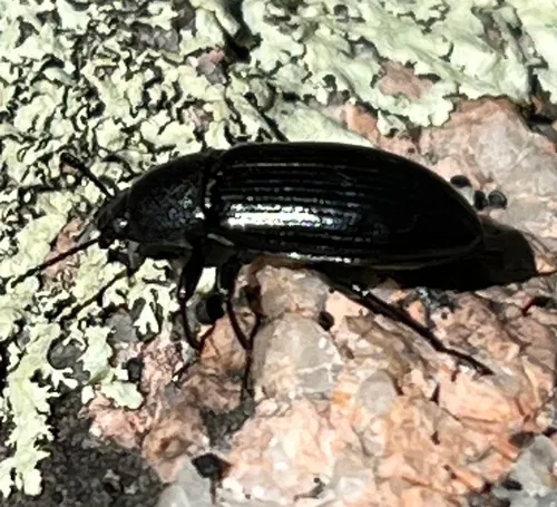 Spurred Darkling Beetle