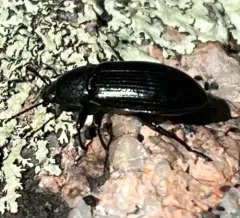 Spurred Darkling Beetle thumbnail 1