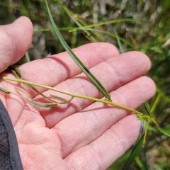 northern bog aster thumbnail 4