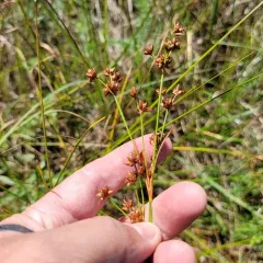 smooth saw-grass thumbnail 3