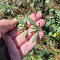 Kalm's St. John's-wort thumbnail 4