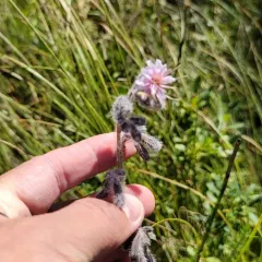 purple rattlesnake root thumbnail 2
