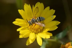 Emilia’s Epeolus thumbnail 1