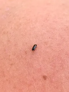 glossy groundbug thumbnail 3