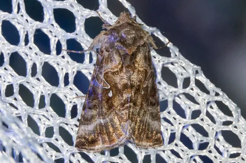 Autographa buraetica
