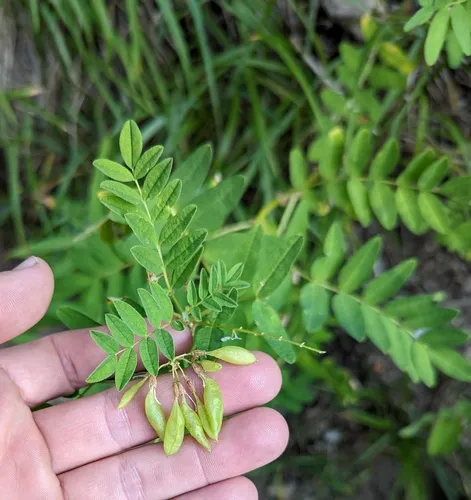 American Milkvetch