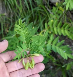 American Milkvetch thumbnail 1