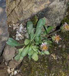 snow fleabane thumbnail 3