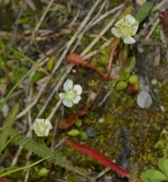 small-flowered grass-of-parnassus thumbnail 3
