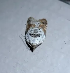 Garden Rose Tortrix thumbnail 1