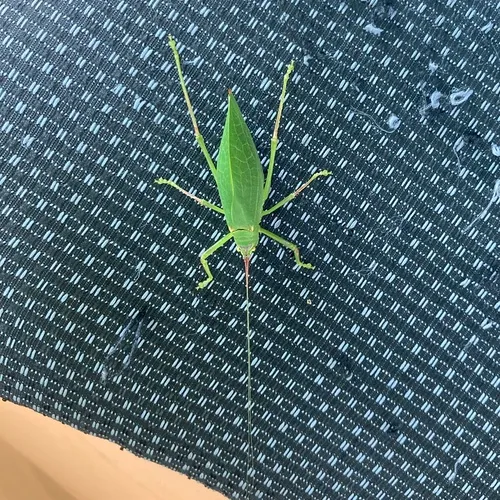 Common True Katydid