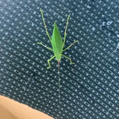 Common True Katydid thumbnail 1