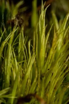 Paraleucobryum Moss thumbnail 1