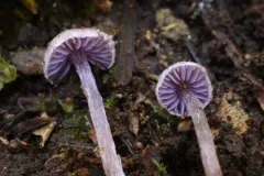Cortinarius pulchellus thumbnail 4
