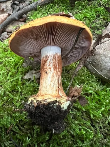 Calonarius amnicola