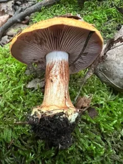 Calonarius amnicola thumbnail 1