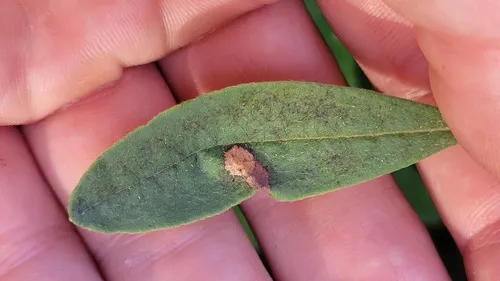 Caloptilia rhodorella