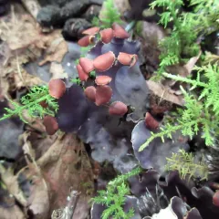 horizontal pelt lichen thumbnail 3