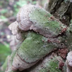 fairy pins thumbnail 1