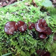 Copper Penny Fungus thumbnail 2