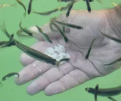 Atlantic Silverside thumbnail 3