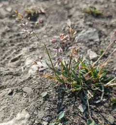 Alpine Bluegrass thumbnail 1