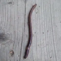 Redworm thumbnail 3