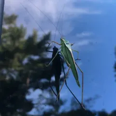 Treetop Bush Katydid thumbnail 1