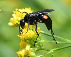 Anoplius semicinctus thumbnail 2