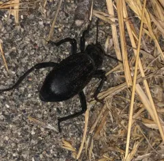 Armored Stink Beetle thumbnail 3