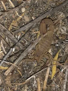 Yellow Devil Scorpion thumbnail 4