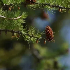 subalpine larch thumbnail 2
