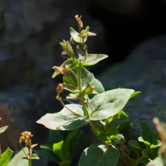 Eggleaf Beardtongue thumbnail 3