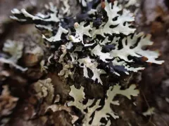 Tremella hypogymniae thumbnail 1