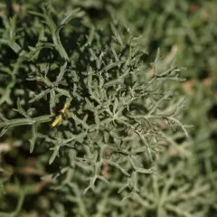 lemon sagewort thumbnail 4