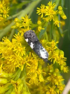 Exposed Bird Dropping Moth thumbnail 2