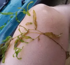 grass-leaved pondweed thumbnail 2