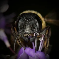 Sculptured Resin Bee thumbnail 4