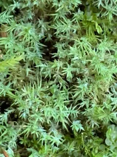 Blue Dew-moss thumbnail 4