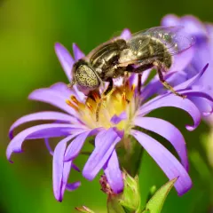 Common Lagoon Fly thumbnail 4